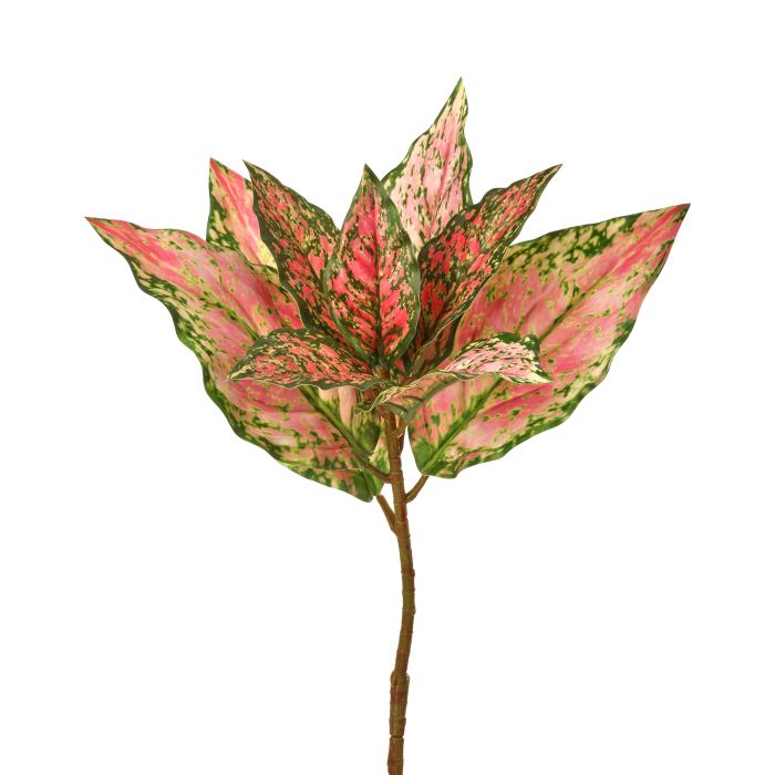 mtf42