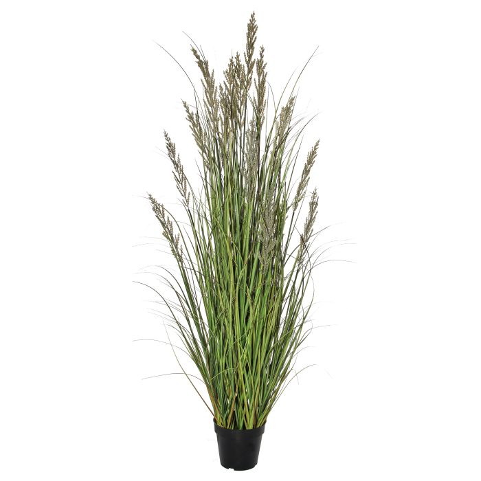 mtf42