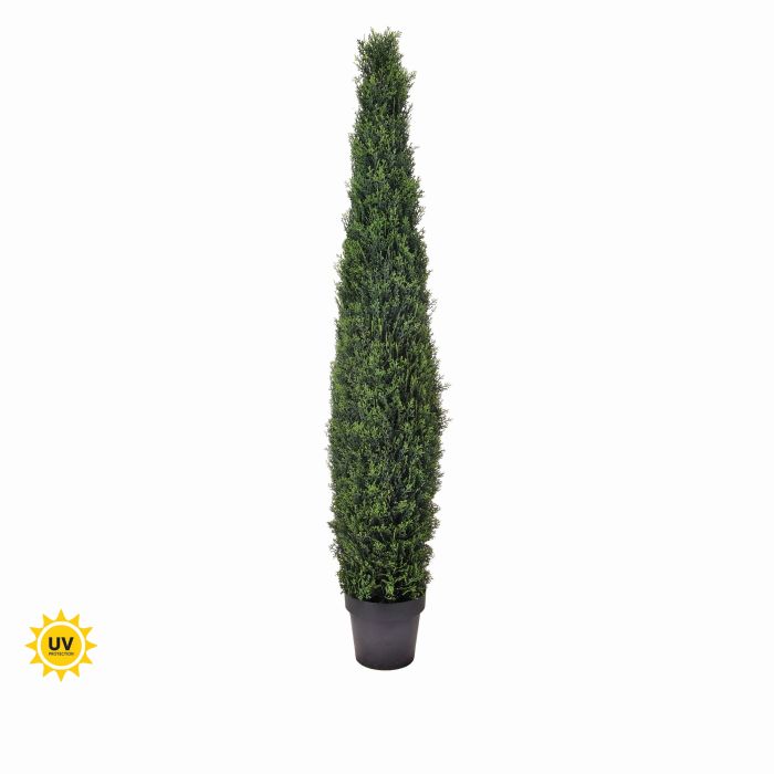 mtf42