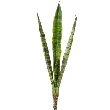 Foliage: Succulents / Cactus
