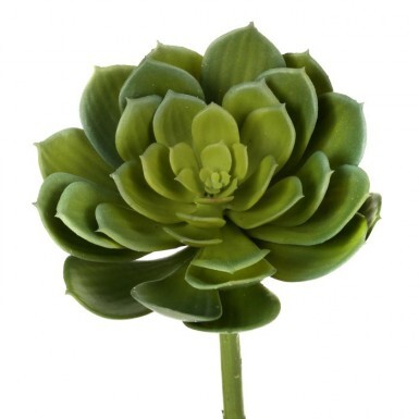 Foliage: Succulents / Cactus