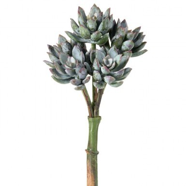 Foliage: Succulents / Cactus