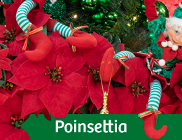 Showroom Poinsettia