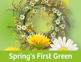 Showroom Springs First Green